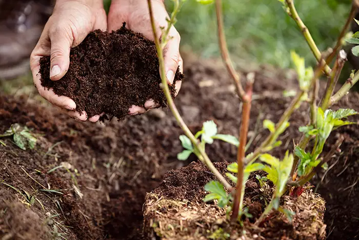 How Long Does Mulch Last in Lowell, MA