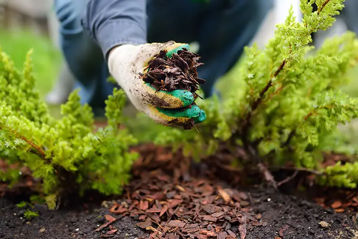 How Long Does Mulch Last in Lowell, MA