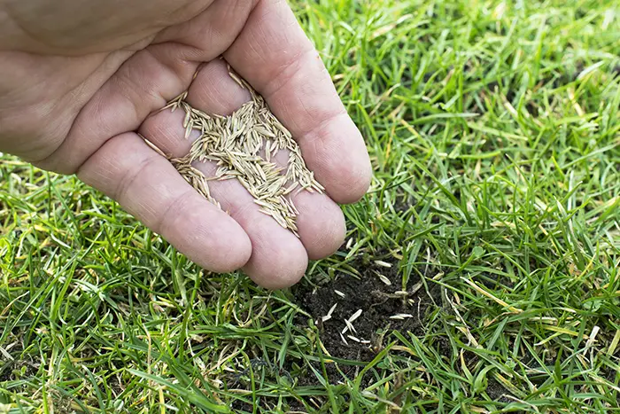 How often should you fertilize your lawn in Lowell, MA